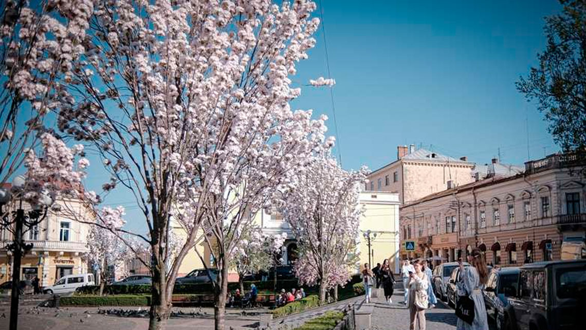 chernivtsi-tsvite-sakura-2024