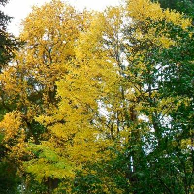chernivtsi-botanichnyi-sad