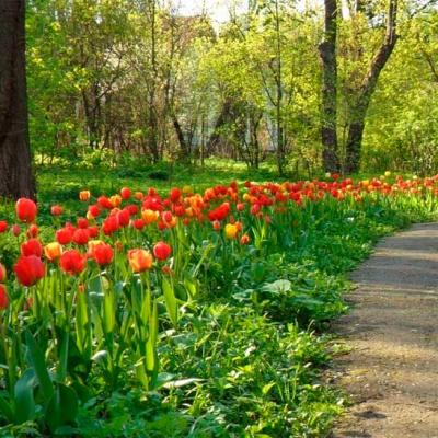 chernivtsi-botanichnyi-sad