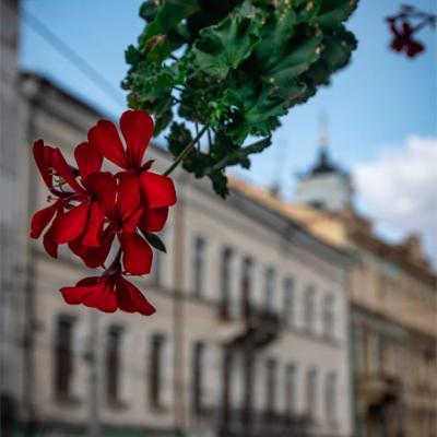 osinni-chernivtsi-vid-c4