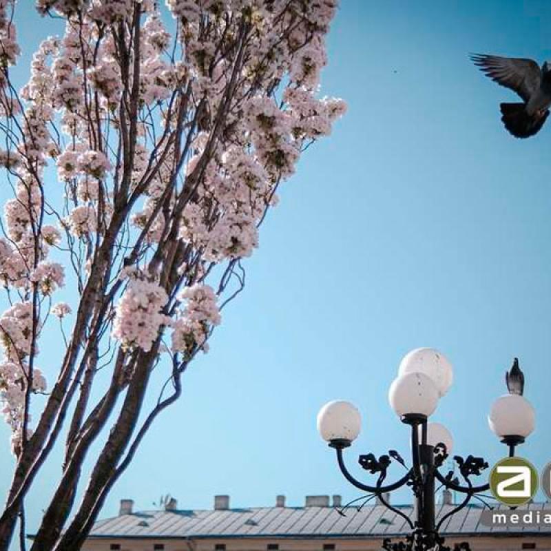chernivtsi-tsvite-sakura-2024