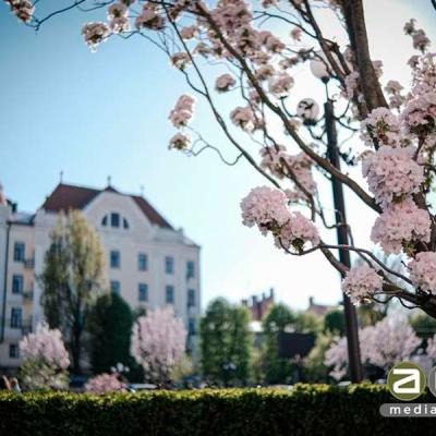 chernivtsi-tsvite-sakura-2024