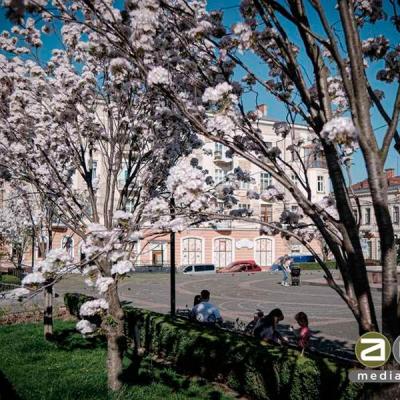 chernivtsi-tsvite-sakura-2024