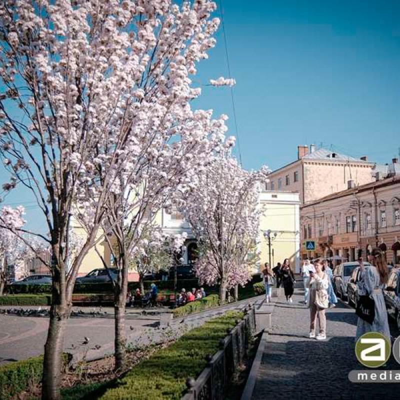 chernivtsi-tsvite-sakura-2024