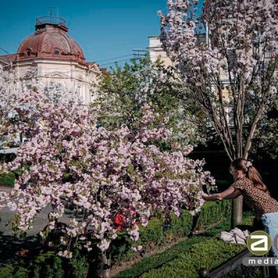 chernivtsi-tsvite-sakura-2024