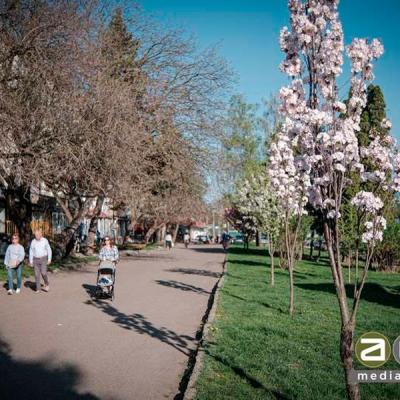 chernivtsi-tsvite-sakura-2024