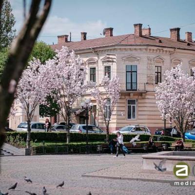 chernivtsi-tsvite-sakura-2024
