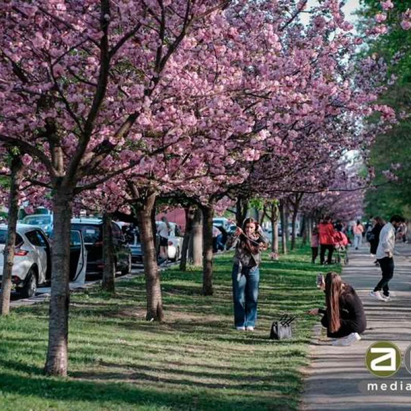 chernivtsi-tsvite-sakura-2024