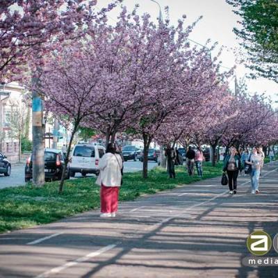 chernivtsi-tsvite-sakura-2024