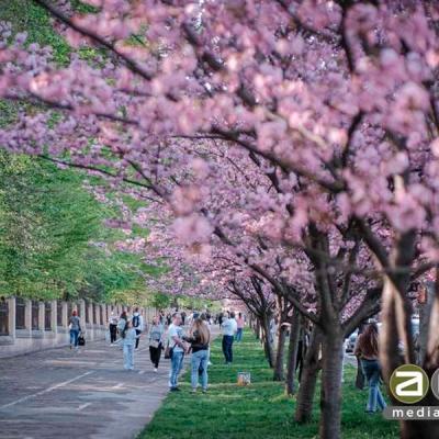 chernivtsi-tsvite-sakura-2024