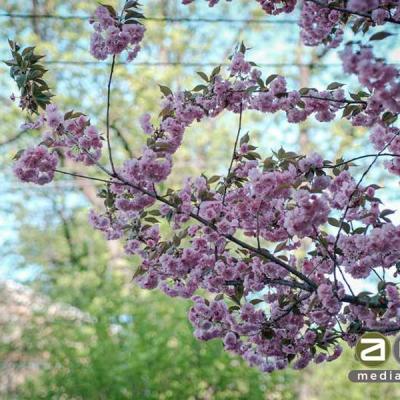 chernivtsi-tsvite-sakura-2024