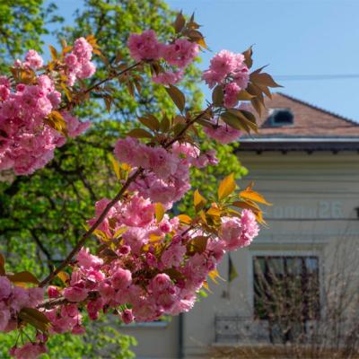 chernivtsi-tsvite-sakura-2024