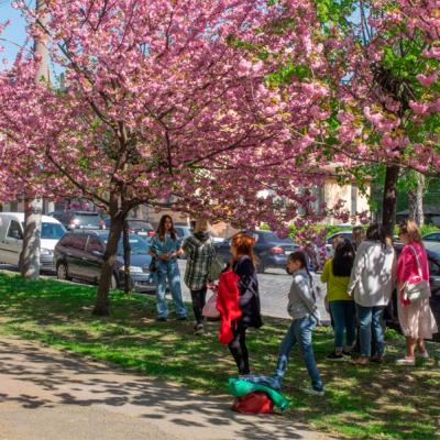 chernivtsi-tsvite-sakura-2024