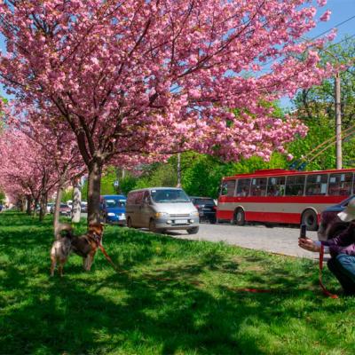 chernivtsi-tsvite-sakura-2024