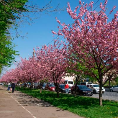 chernivtsi-tsvite-sakura-2024
