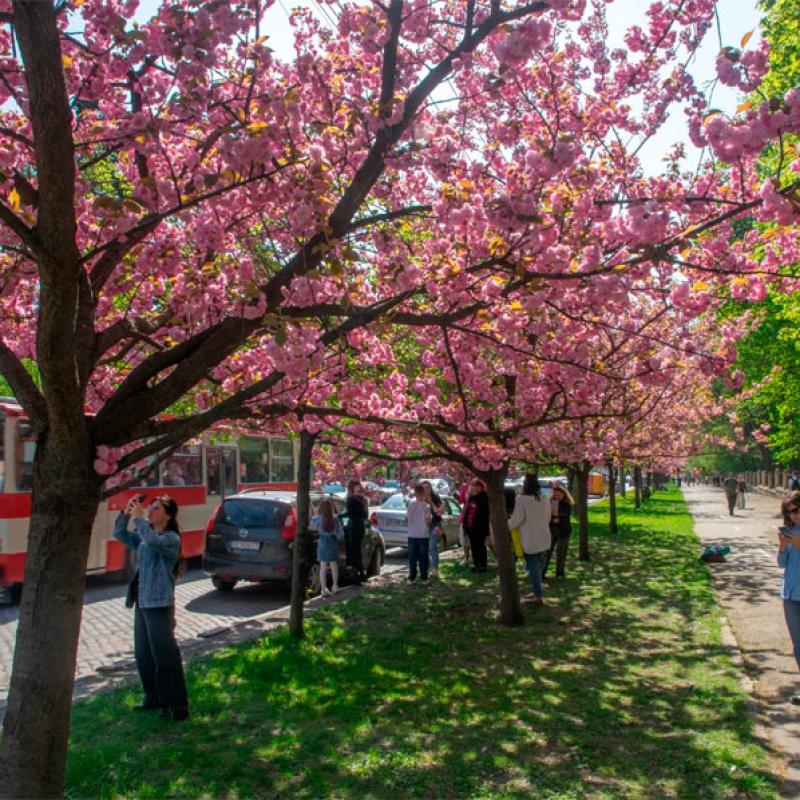 chernivtsi-tsvite-sakura-2024