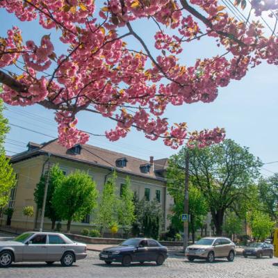 chernivtsi-tsvite-sakura-2024