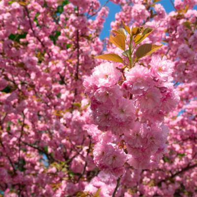 chernivtsi-tsvite-sakura-2024