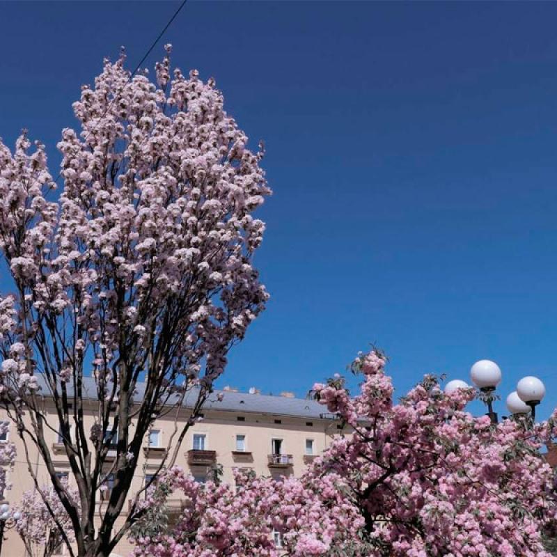 chernivtsi-tsvite-sakura-2024