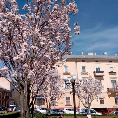 chernivtsi-tsvite-sakura-2024