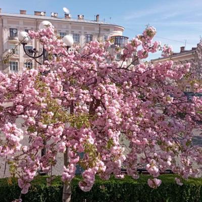 chernivtsi-tsvite-sakura-2024