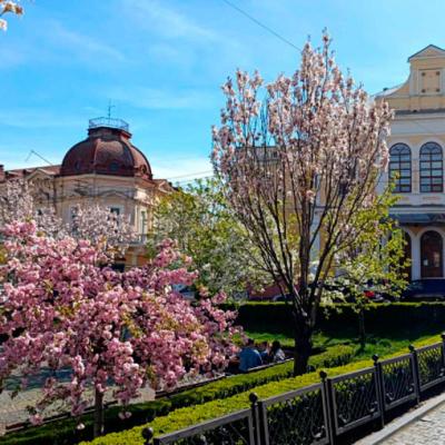 chernivtsi-tsvite-sakura-2024
