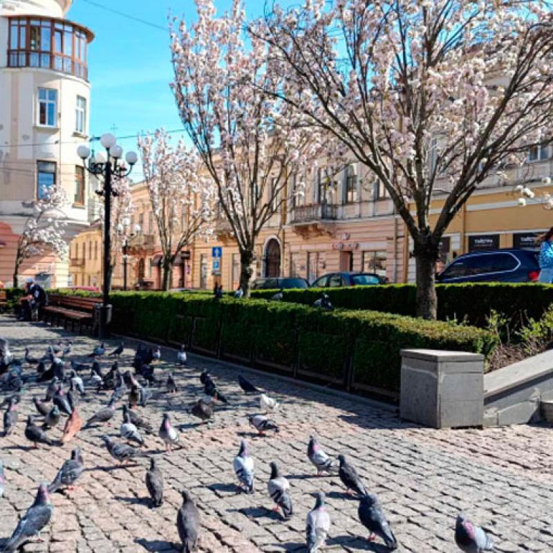 chernivtsi-tsvite-sakura-2024