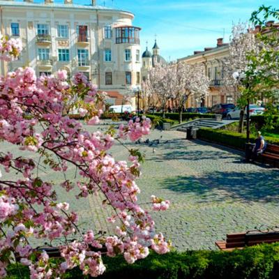 chernivtsi-tsvite-sakura-2024