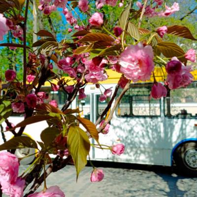 chernivtsi-tsvite-sakura-2024