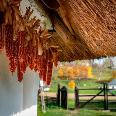 u-osinnomu-skanseni