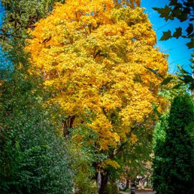 сhernivtsi-autumn-2025