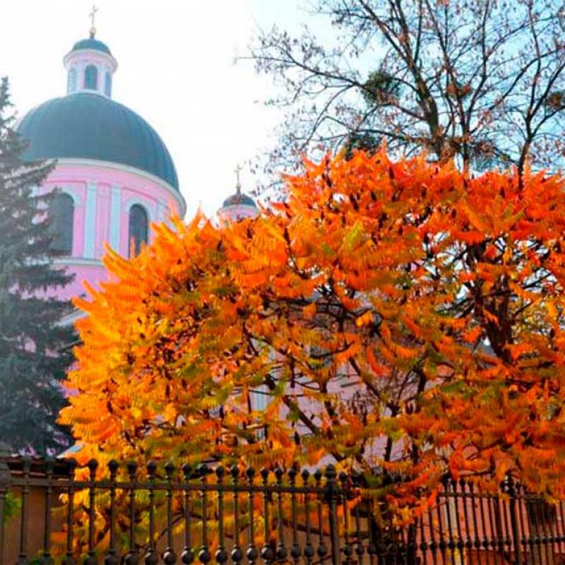 chernivtsi-osin-u-chernivtsiakh