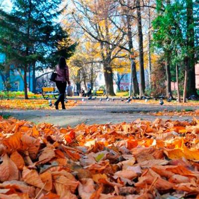 chernivtsi-osin-u-chernivtsiakh