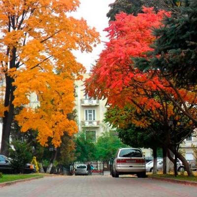 chernivtsi-osin-u-chernivtsiakh