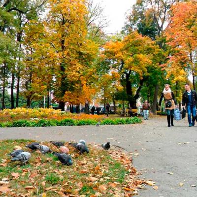 chernivtsi-osin-u-chernivtsiakh