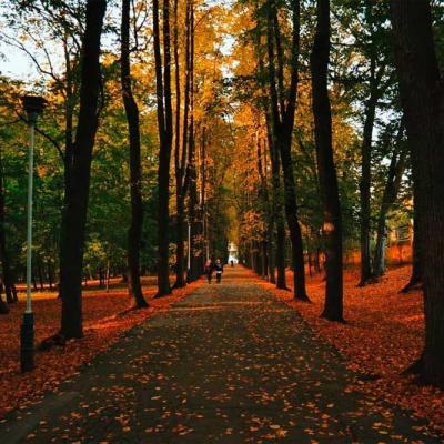 chernivtsi-chernivtsigram-osin