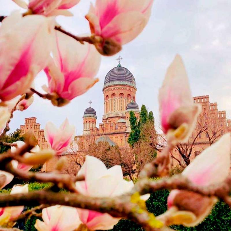 chernivtsi-chernivtsigram-osin