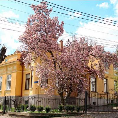 chernivtsi-vesna-2020