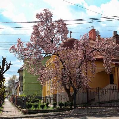 chernivtsi-vesna-2020