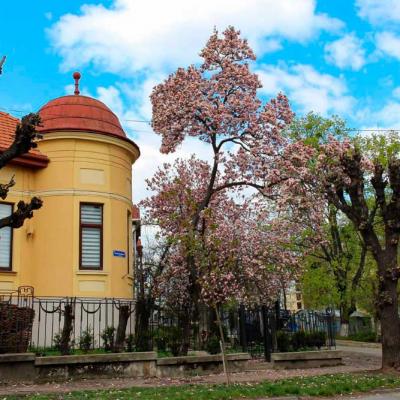 chernivtsi-vesna-2020