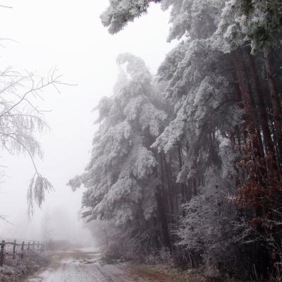 bukovyna-zyma-v-karpatakh
