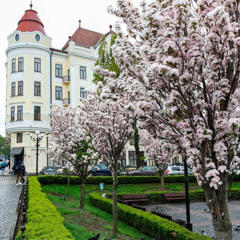 chernivtsi-tsvite-sakura-2021
