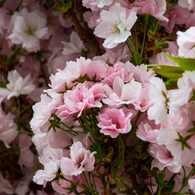 chernivtsi-tsvite-sakura-2021