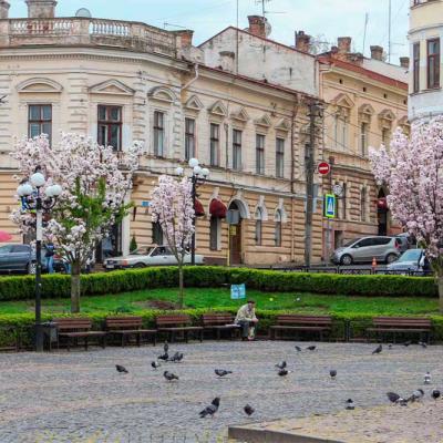 chernivtsi-tsvite-sakura-2021