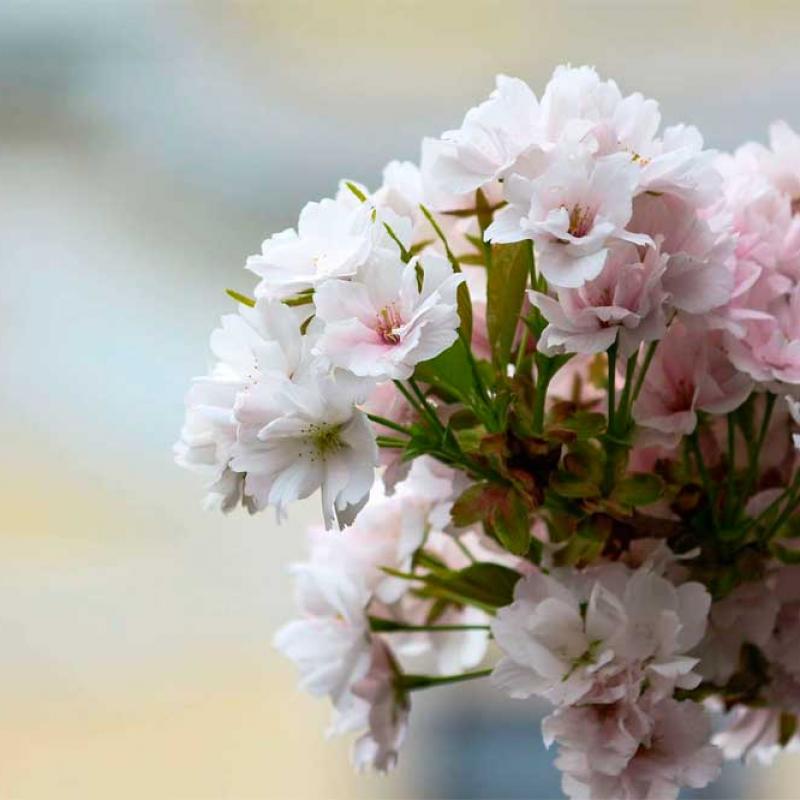 chernivtsi-tsvite-sakura-2021