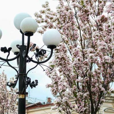 chernivtsi-tsvite-sakura-2021