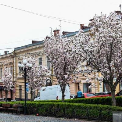 chernivtsi-tsvite-sakura-2021