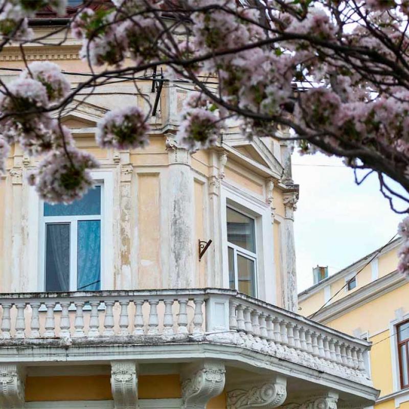 chernivtsi-tsvite-sakura-2021