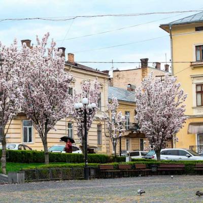 chernivtsi-tsvite-sakura-2021