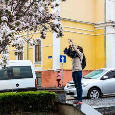 chernivtsi-tsvite-sakura-2021